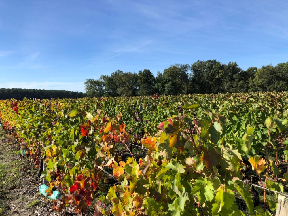 Sud-Gironde